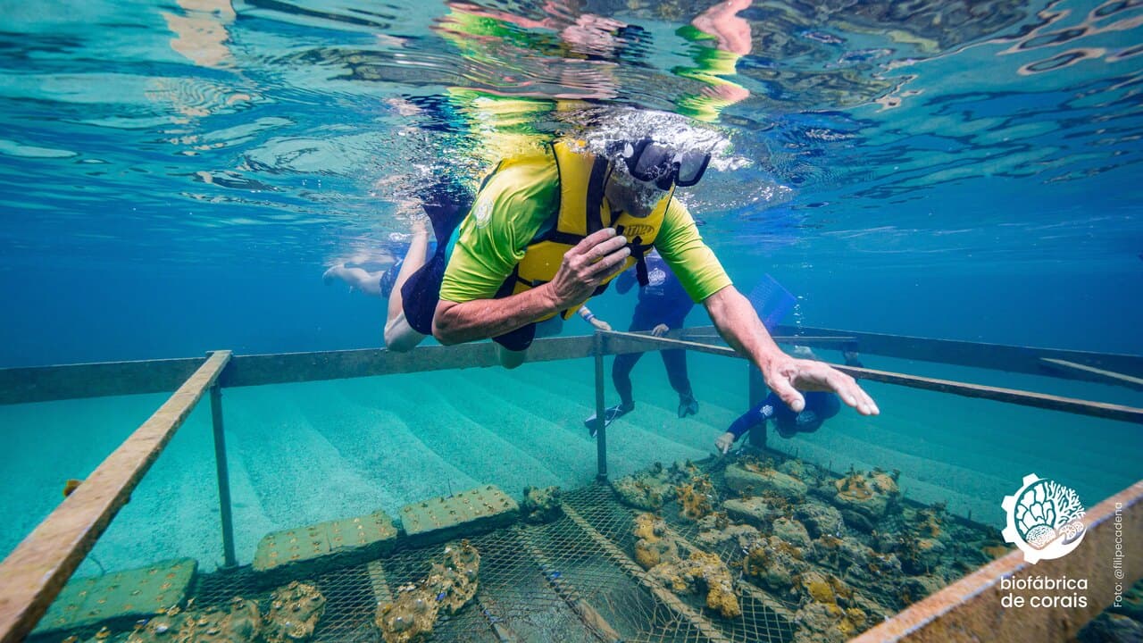 Turismo regenerativo: startup em Porto de Galinhas usa tecnologia 3D para restaurar corais